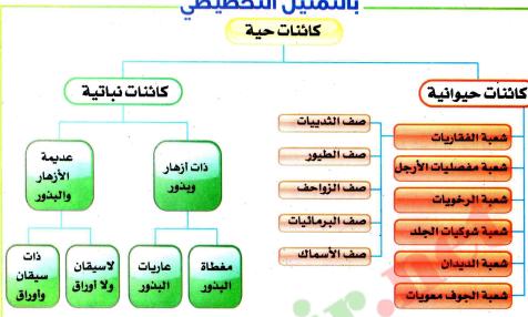 الدرس استعمال معايير التصنيف